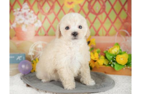 成約済の千葉県のミックス犬-380309の6枚目